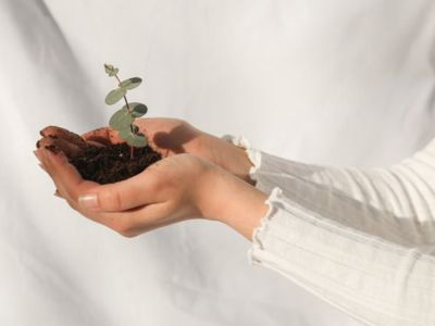 Manos sosteniendo una planta pequeña.