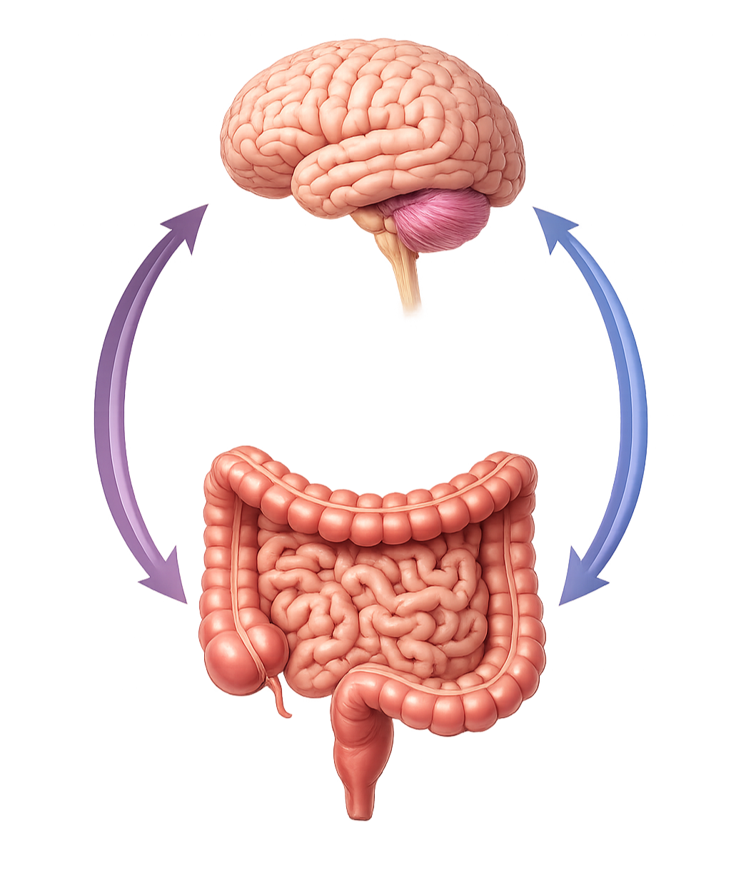 ilustración del eje intestino cerebro y su conexión con el sistema nervioso